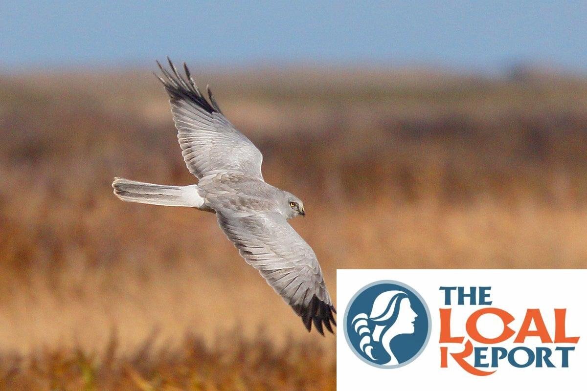 Record number of Herriers killed in the last five years, RSPB warns