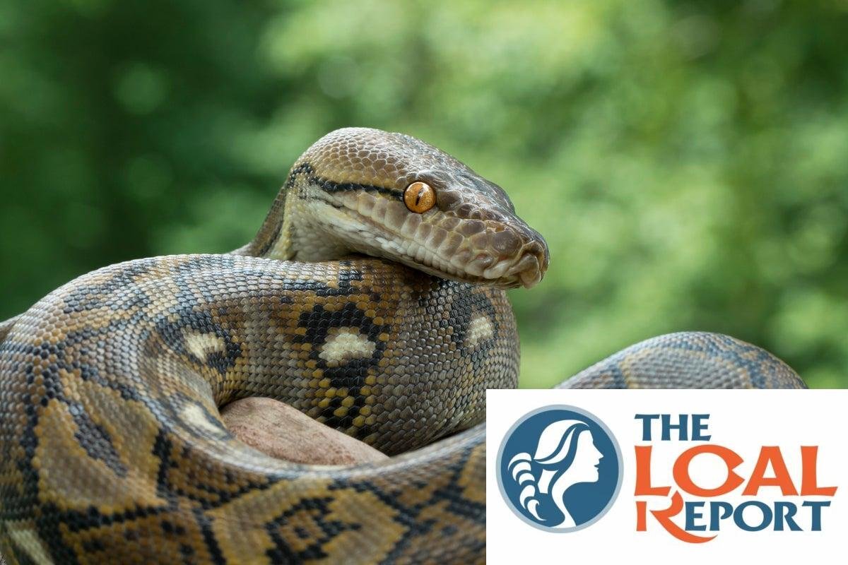 Python snake 'Bade' immediate warning as police