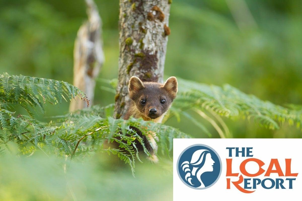 Pine Marten Kit Spoted in National Park for the first time in 100 years