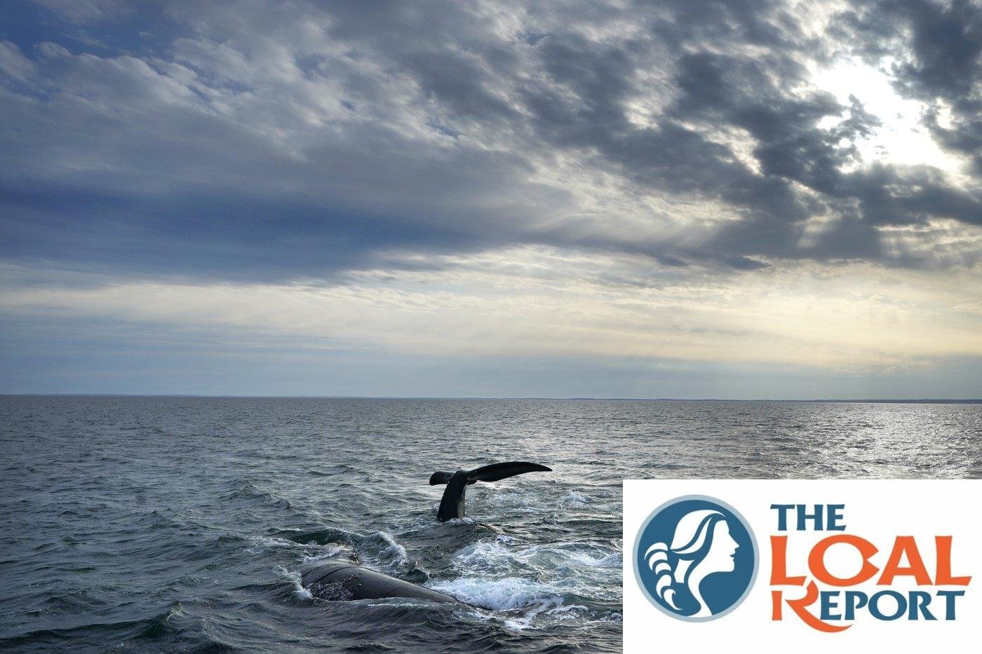 To take steps to protect the north Atlantic right whale, disappearing from Canada ships
