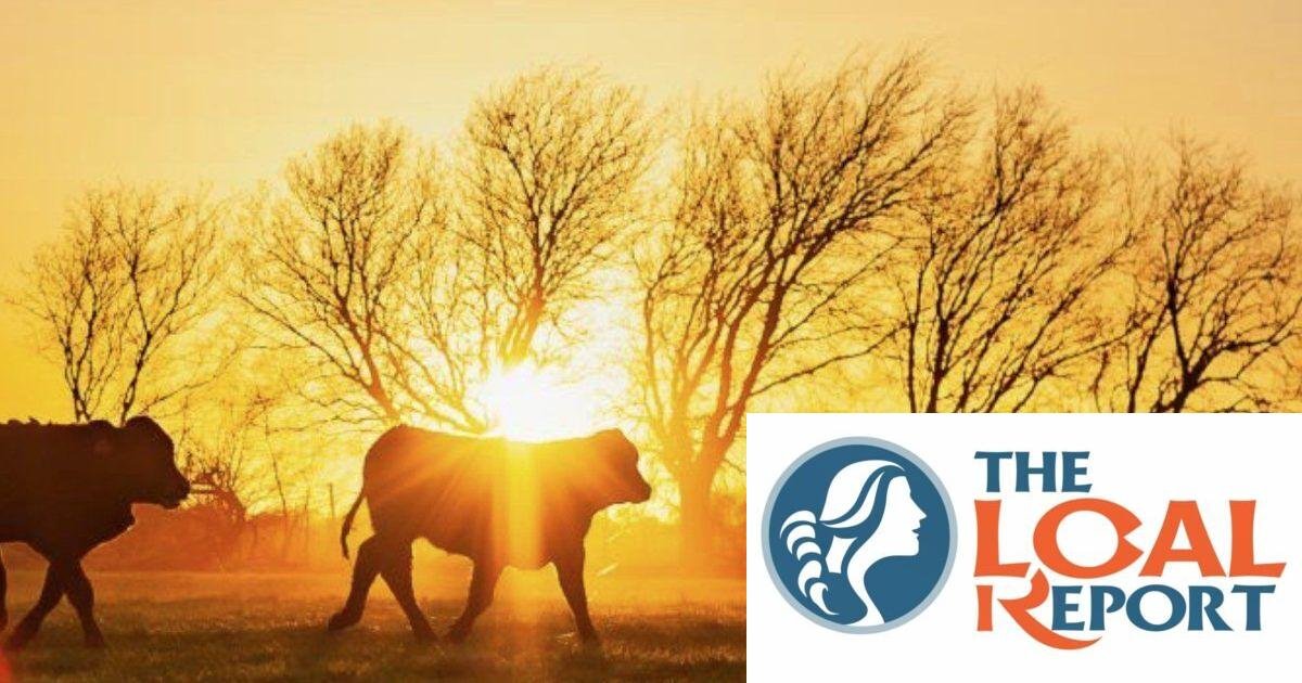 Now: immediately for 7 reasons to stock on long -term storage premium beef. WLT Report