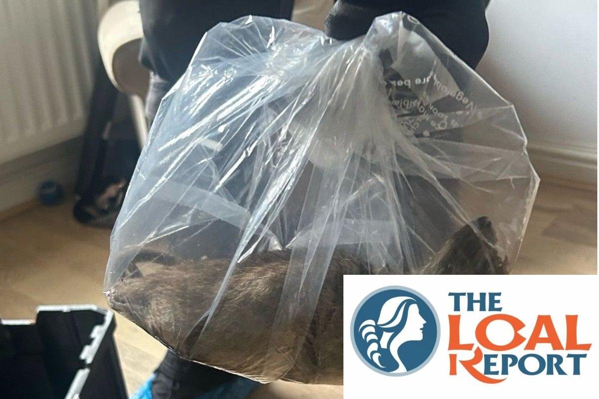 Britain's 'biggest rat' found in Yorkshire Home