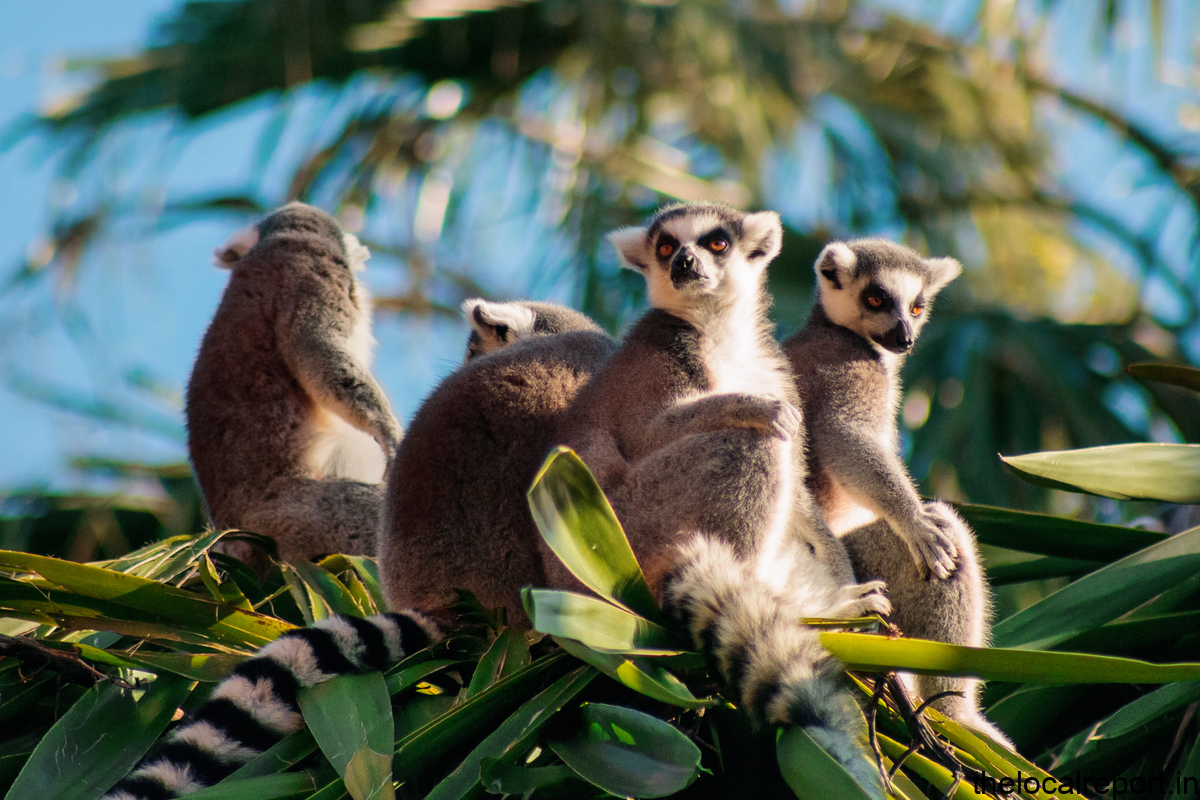 Long -term thumbs in primates were important for human development