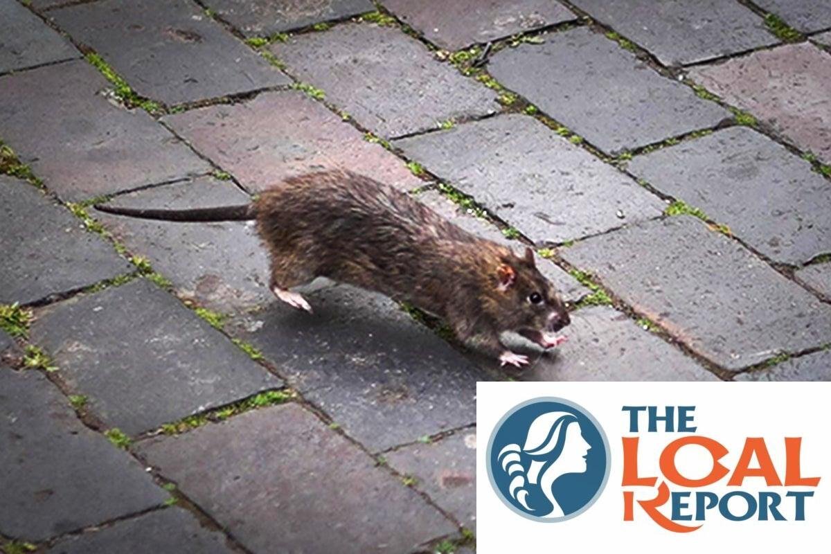 Mapped: Exceeded half a million reported as the worst area for rat infection in UK