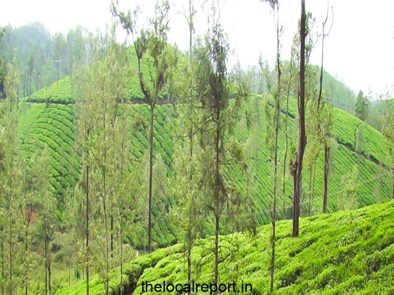 Nilgiris Forest Department in TN descends on tourism inside private tea estate