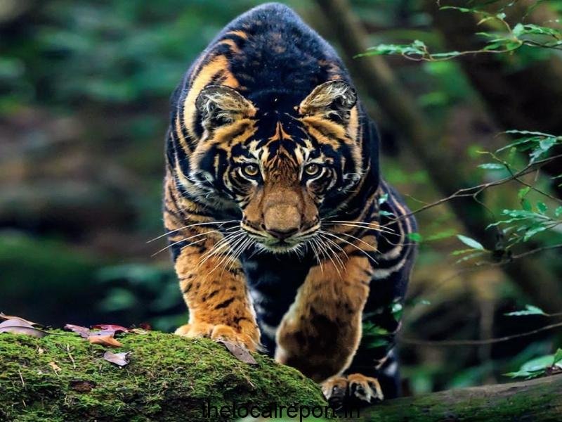Bost Global Spotlight for tourism in Odisha as Black Tigers of Similiple