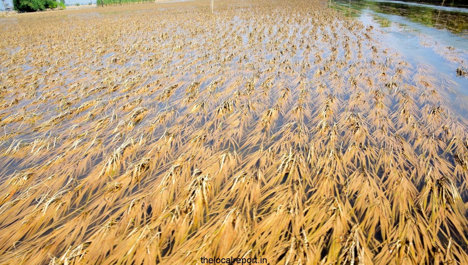 NCP (SP), CONG demand for special assembly session on flood fury, financial package for farmers