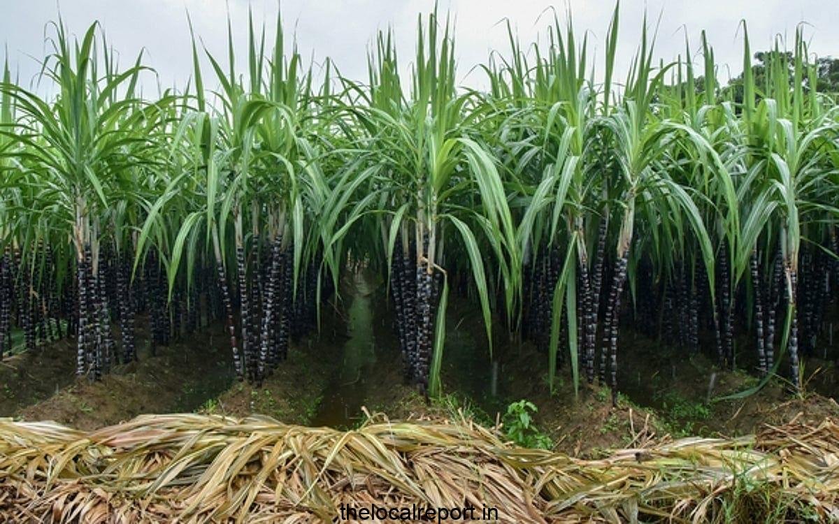 Sugarcane loses land in TN's Namakkal because farmers take high-retrieved crops