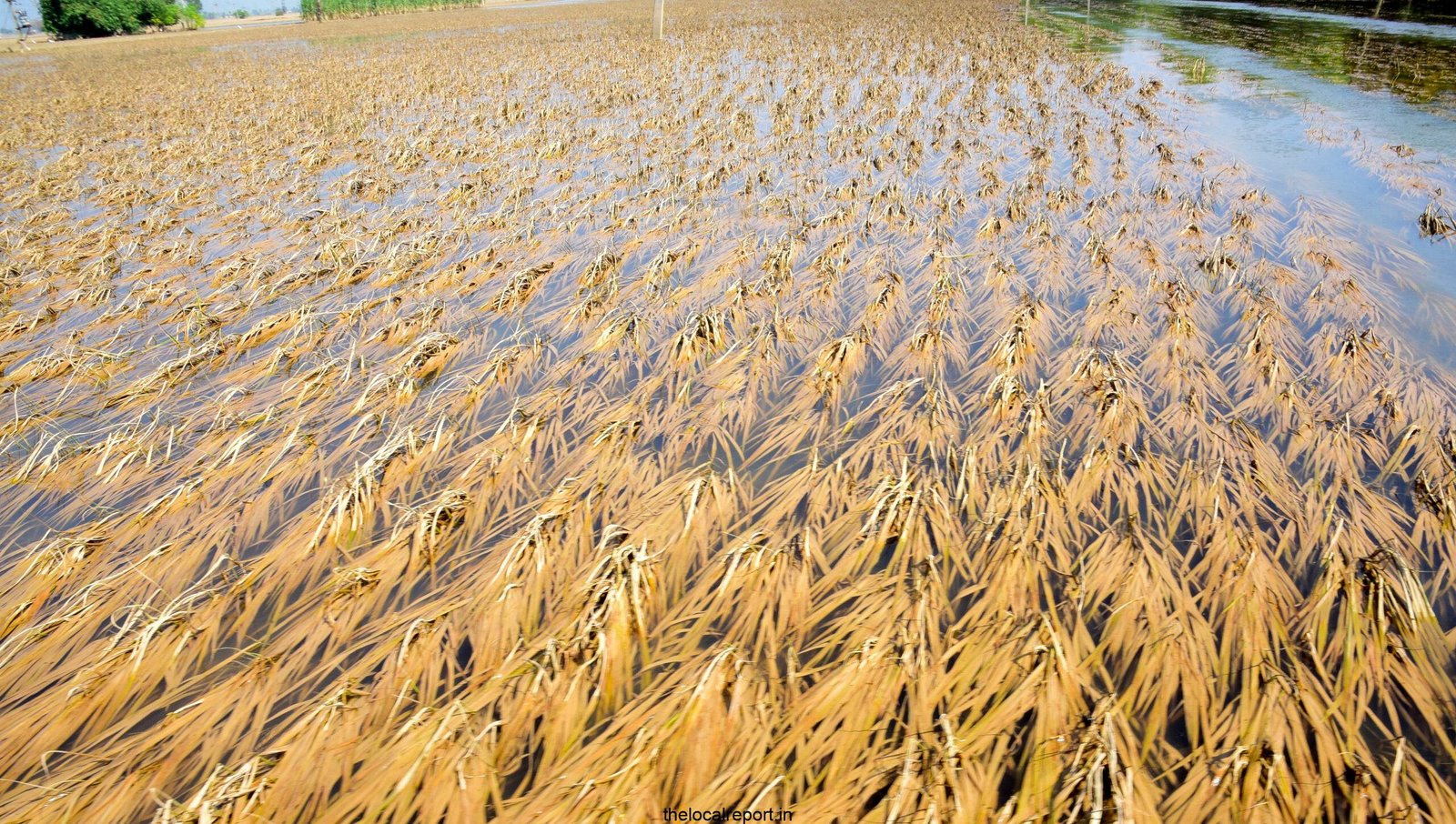 To provide two lakh quintal wheat seeds to farmers colliding with Punjab floods