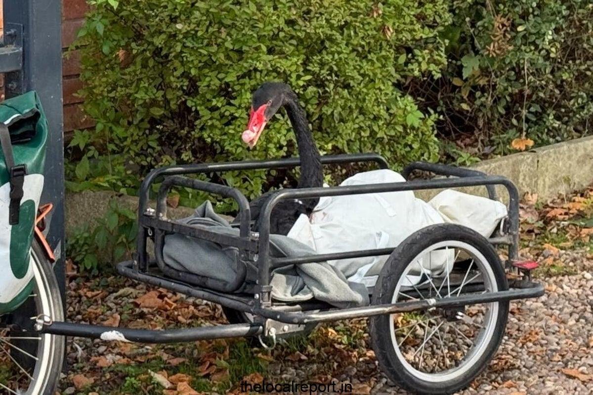 After trying to drown local birds, the name of 'Mr. Terminator' evicted from the city Black Swan