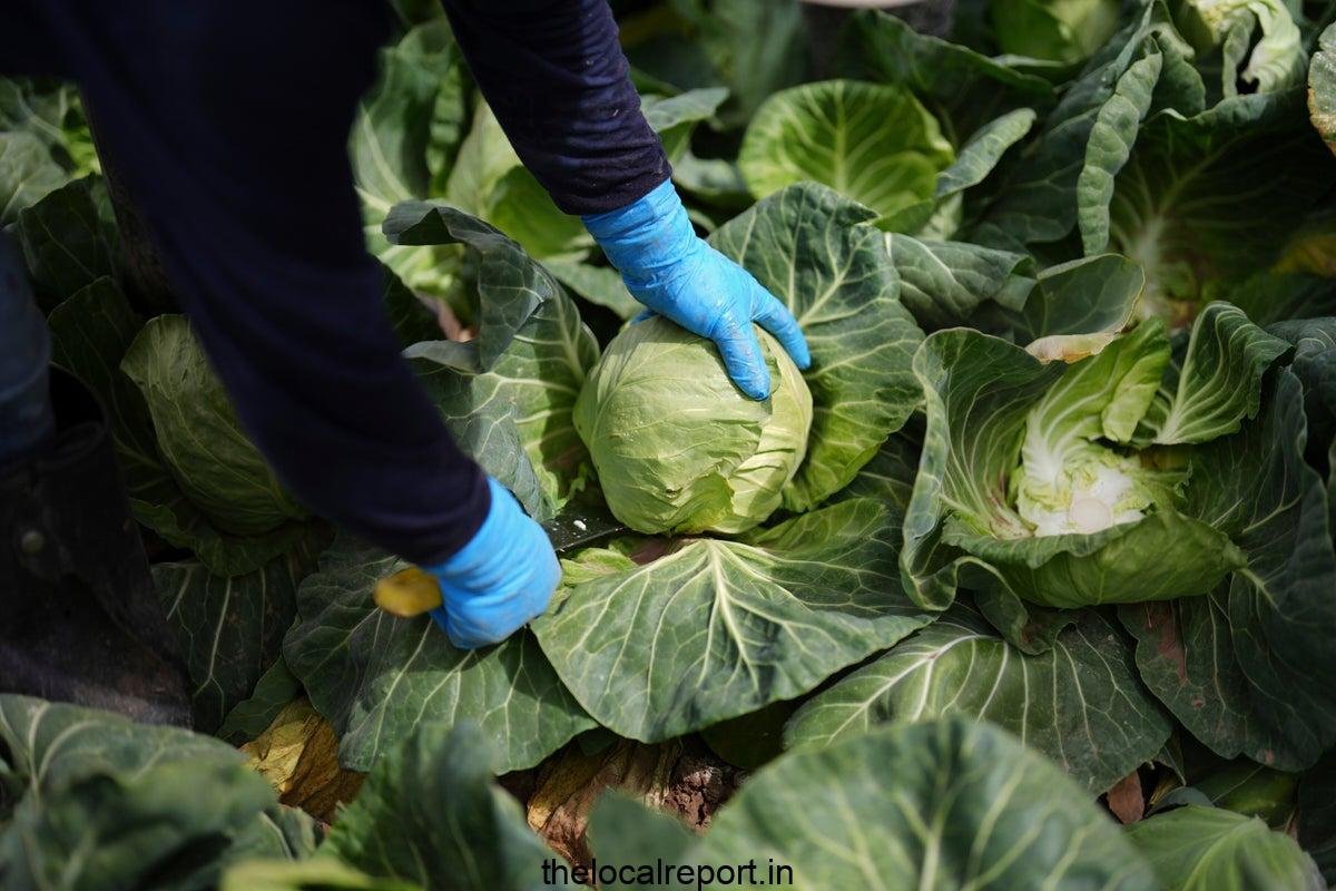 A recipe and climate disaster to avoid 15 million deaths in a year, scientists say