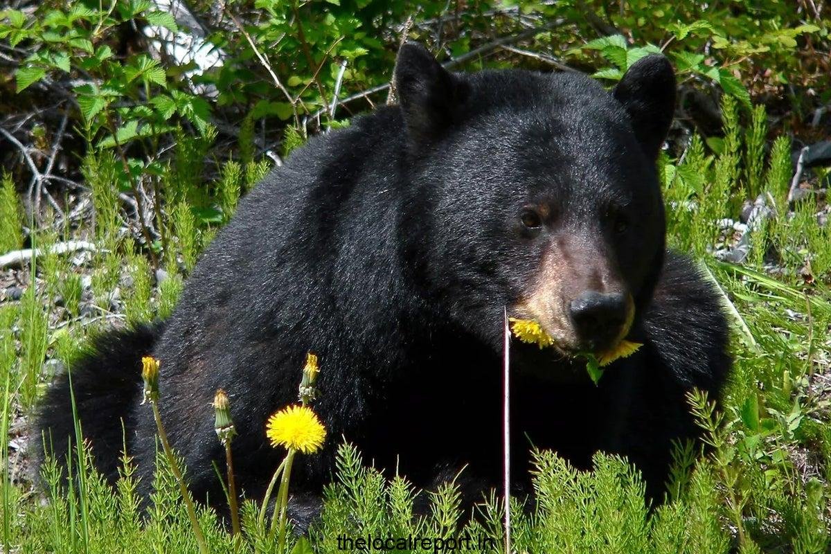 After sending pictures of bears to the man to the man, he was killed in Arkansas Campstes