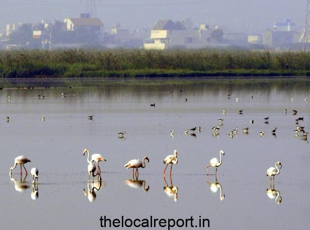 Chennai's last Wetland Pallikriya Marsh to get strict security after NGT Crackdown