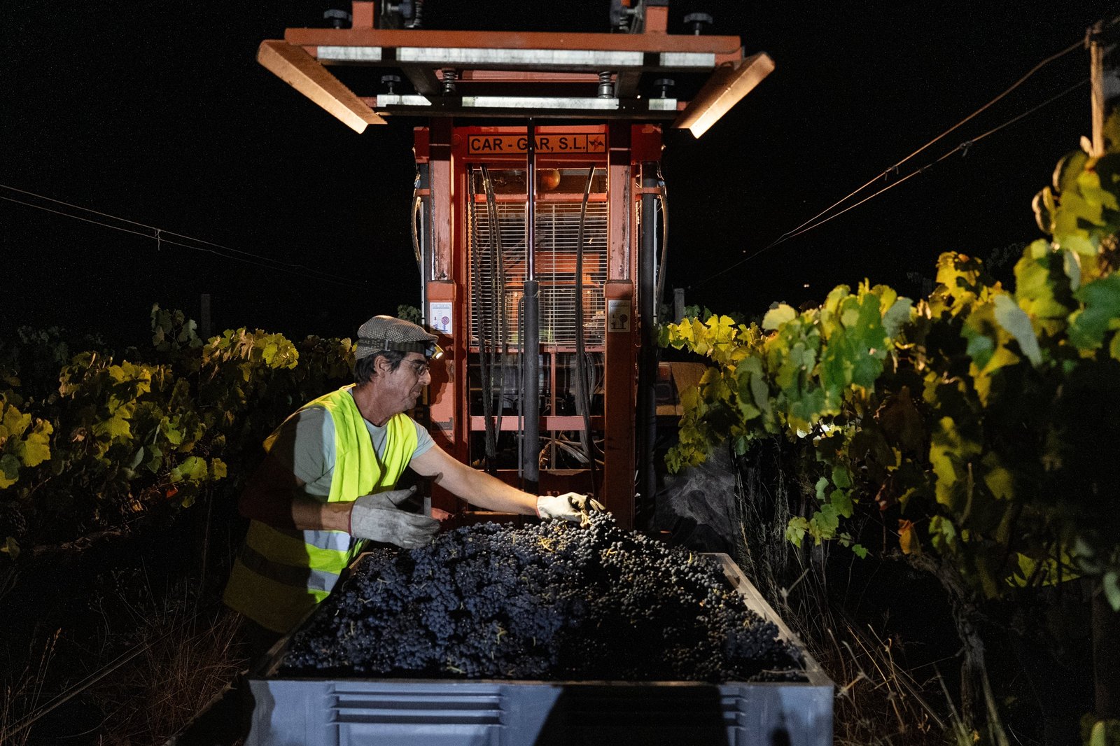 The foreman removes the leaves from a container filled with grapes of the Vitor Lucas wine.