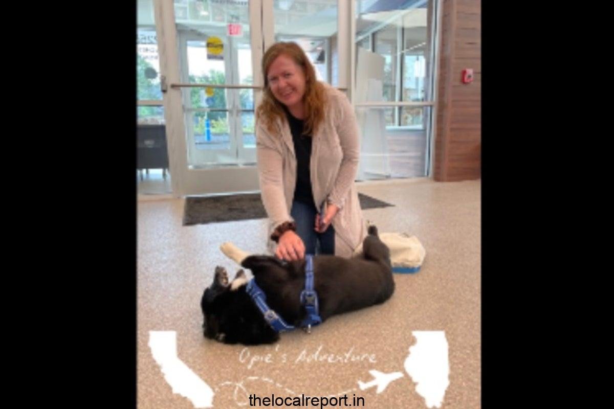 Corgi who ran away during the California Storm, was 2,000 miles away ... found near Chicago!