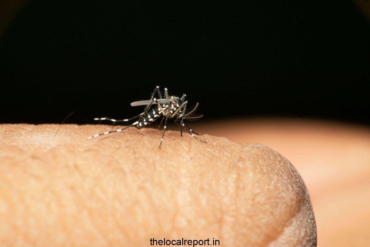 Dengue to Chikunguniya: Mosquito can pass mosquito humans