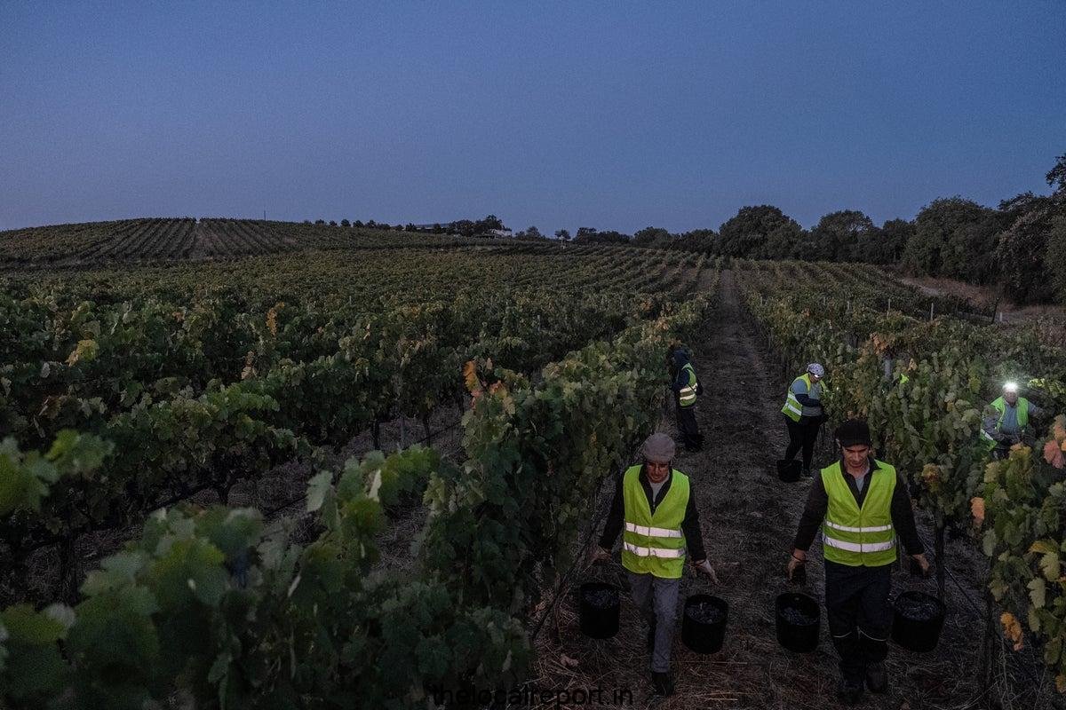 Extreme summer forces vineyard bars for harvesting grapes at night