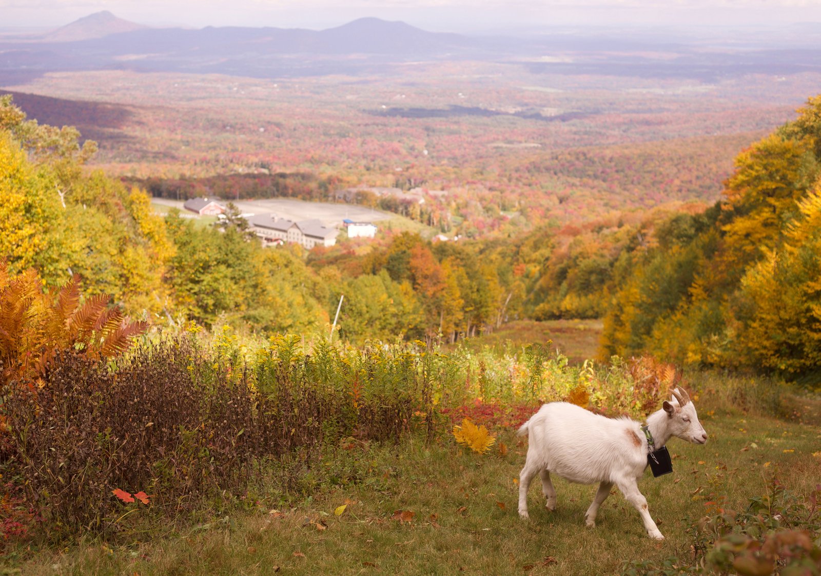 A goat wearing a geophene collar on a ski slope at Jai Peak Resort