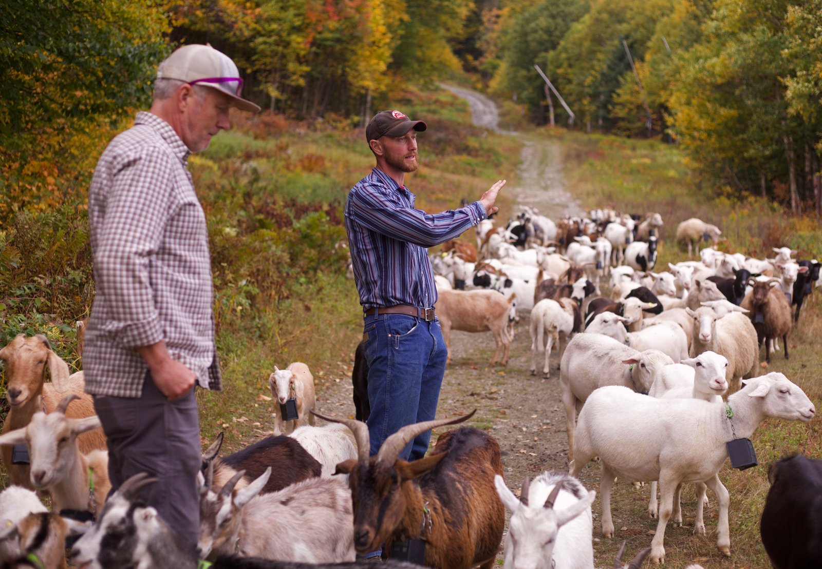 Adam Rikki, Wright, Cloud Brook Grass K, Mountain Operations interacts with the JJ Peak Resort of Andy Stanger, while about 150 goats and flocks on the ski slope in Jai Peak.