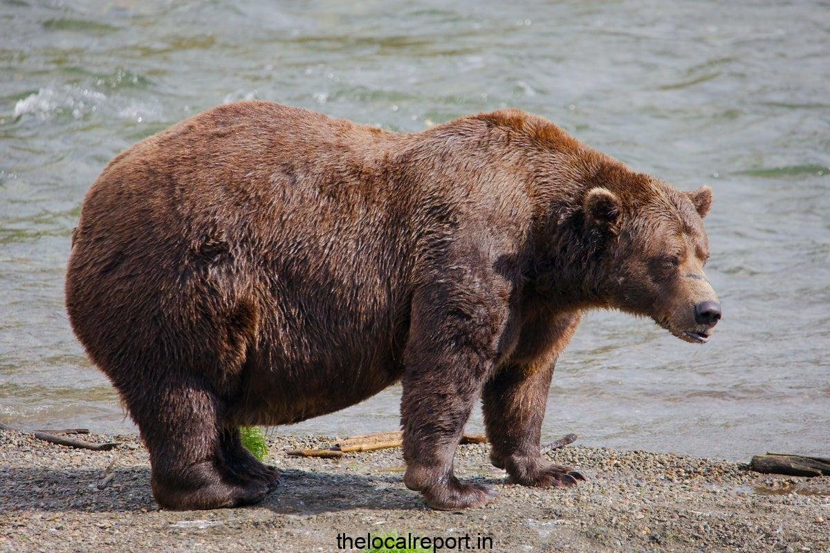 Heavyweight bear part with broken jaws finally wins fat bear week