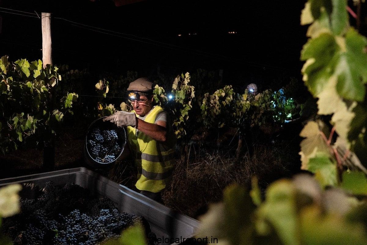 In Portugal, the night is cold when some vineyard bars take grape crops