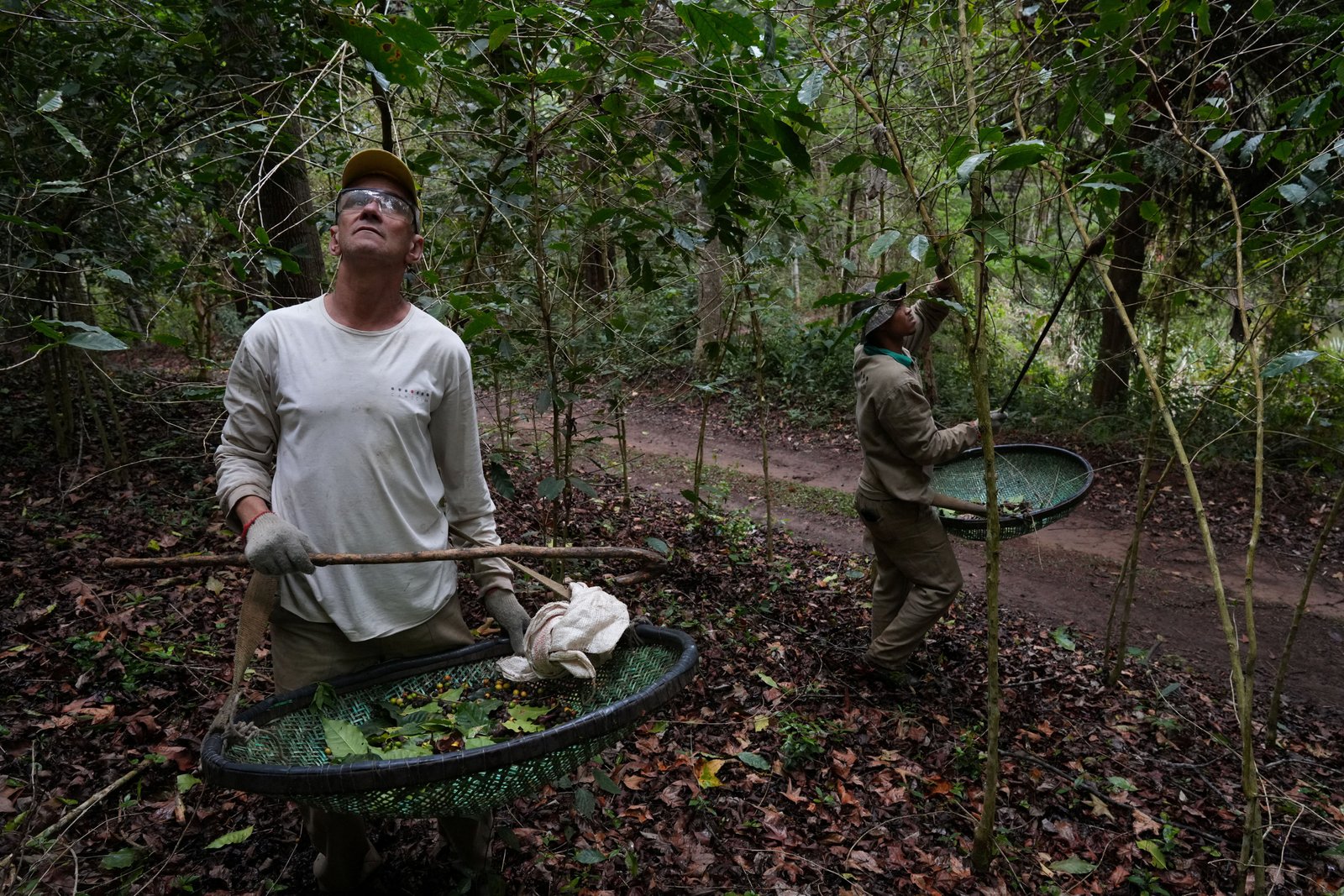 Carlos Santos, 58 (L) and Jonas Alves, Harvest Coffee Cherry in Coffee Coffee Farm