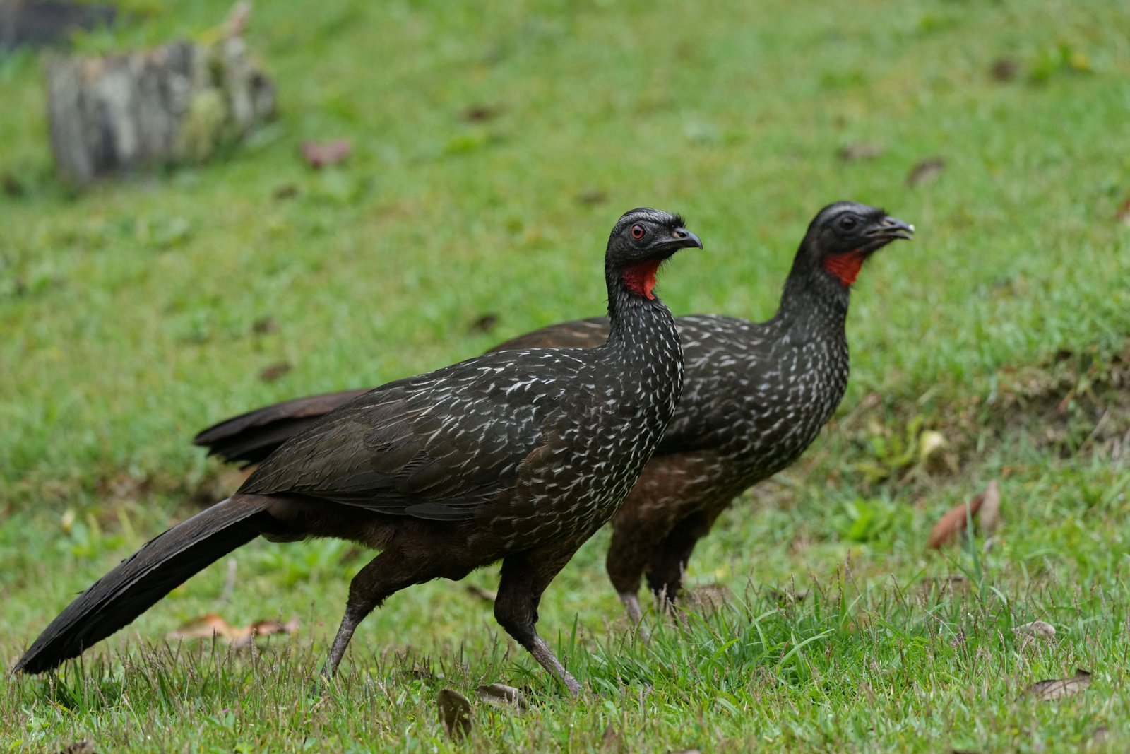 Jacu birds