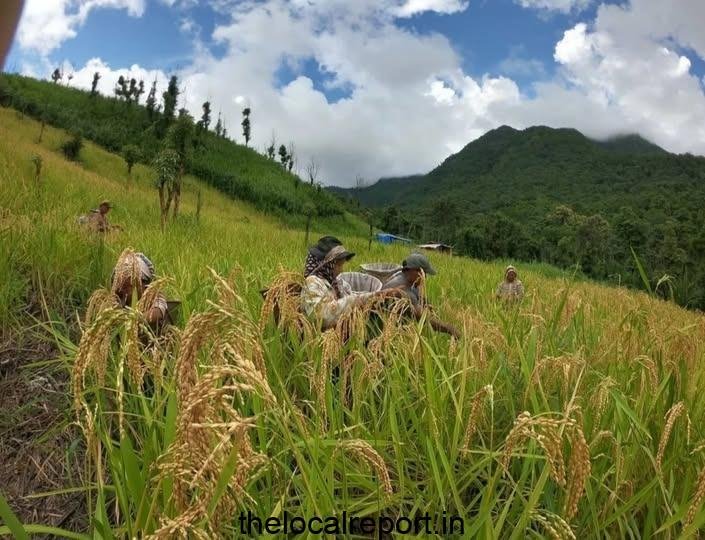 Mizoram: Rashtak boom due to fears of loss of bamboo spark crop loss