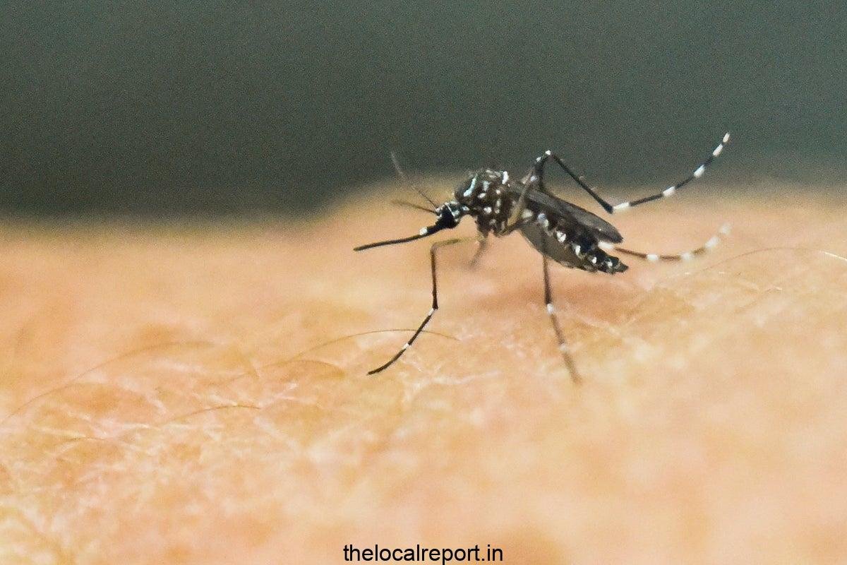 New mosquito 'important public health threat'