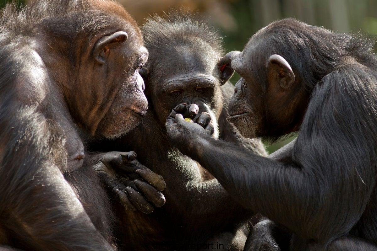 Polys in animals contribute to small dying men