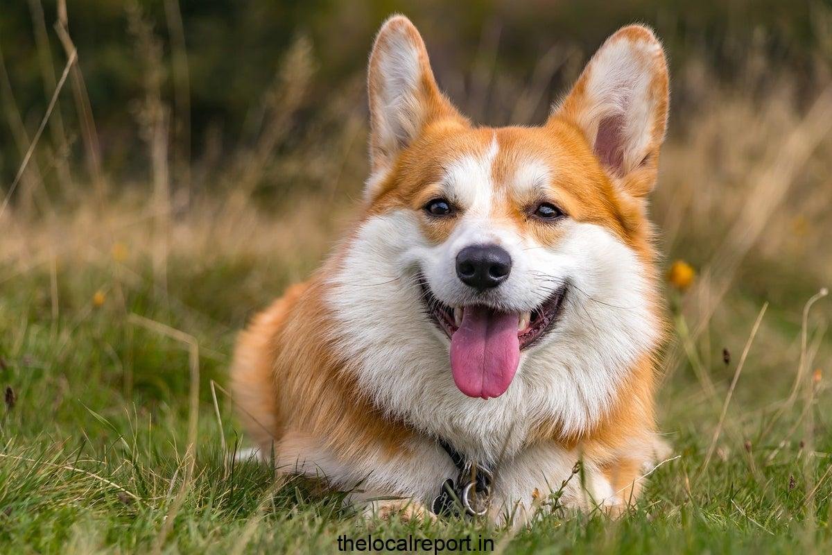Scared dog found 2,000 miles away from home after escape from the storm
