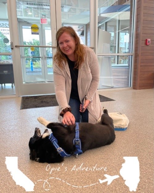 OP, a nervous Corgi who ran away during a storm in the hometown, its northern California, found 2,000 miles near Chicago