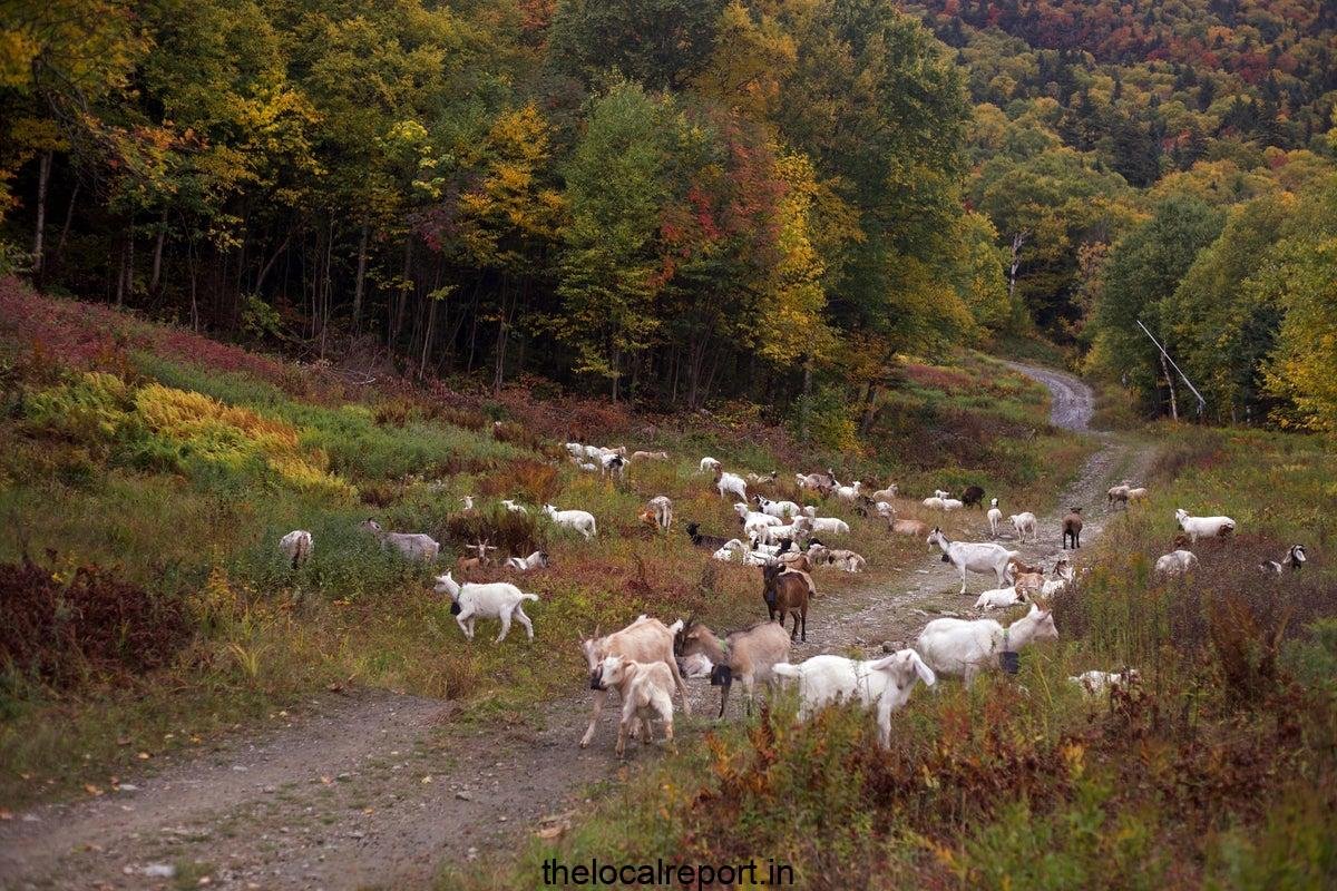 Ski resorts turn to goats and sheep to clean their slopes