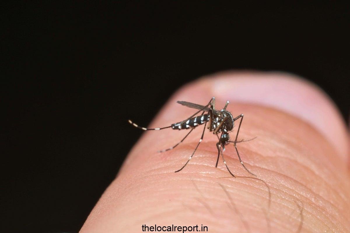 What is dengue fever and am I at risk?
