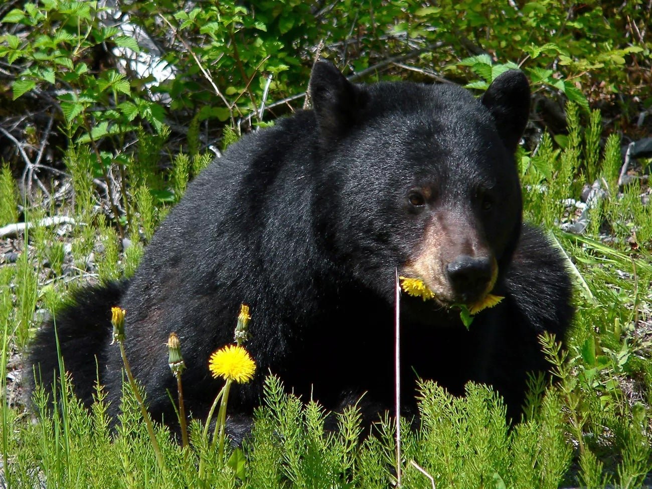 A 60 -year -old man was allegedly killed by a black bear in his campsite in Ozark National Forest after sending a picture of an animal to his family two days ago.