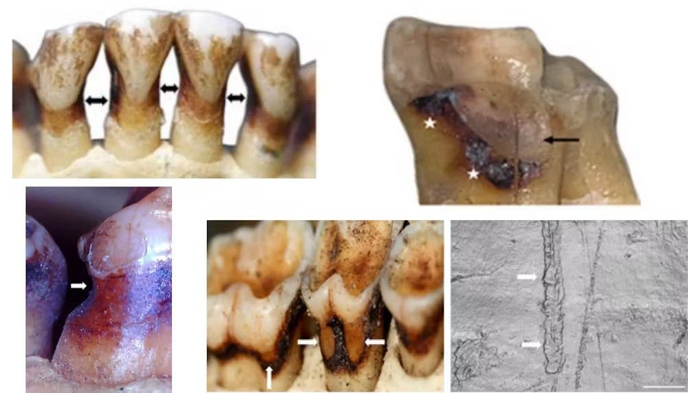 Different types of root wounds are found in wild primates