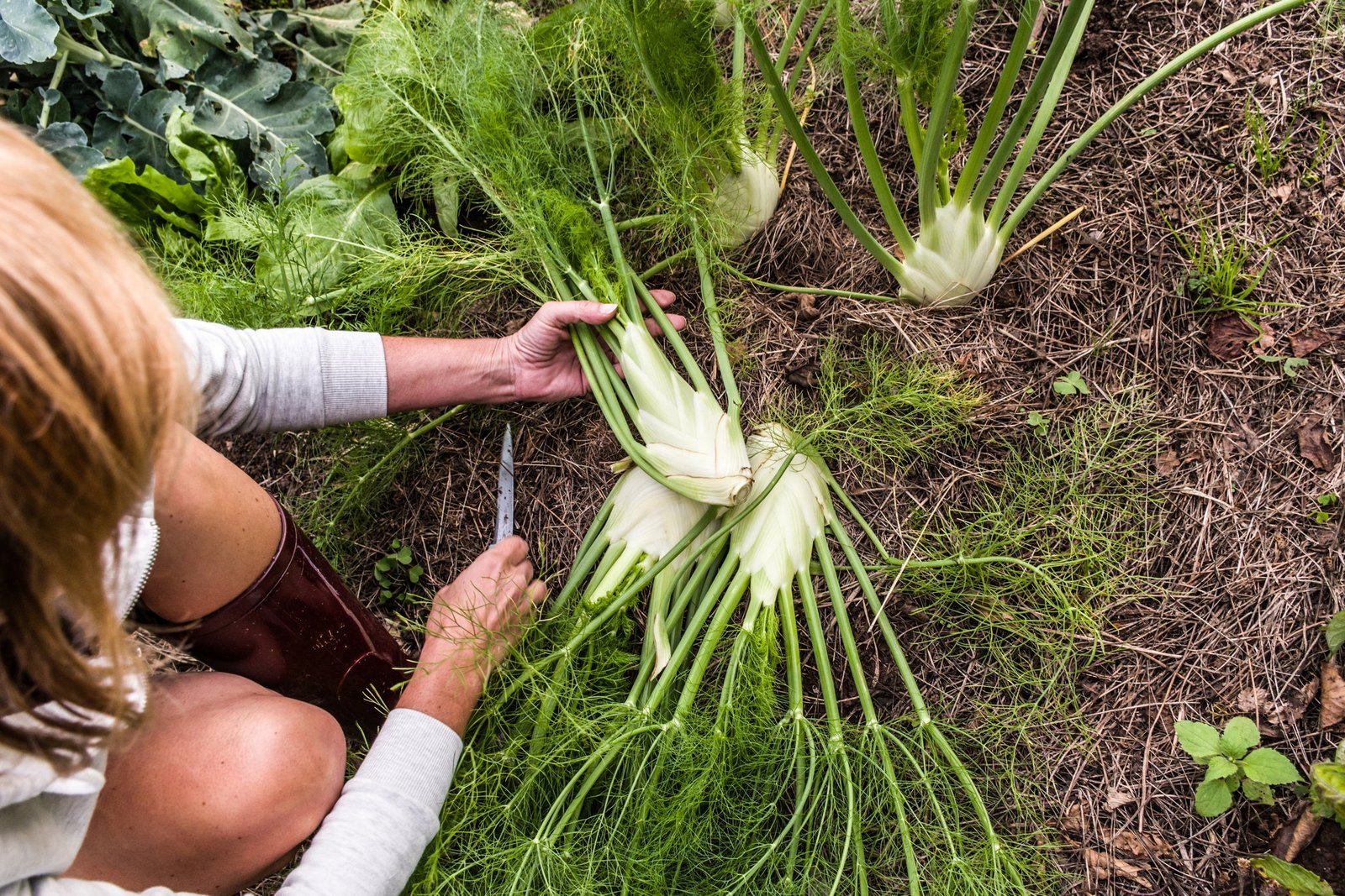 Fennel sausage is great and packed with antioxidants that can protect health