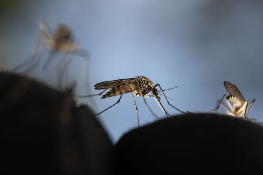 Zika virus is mainly transmitted through the bite of infected Aedes mosquitoes