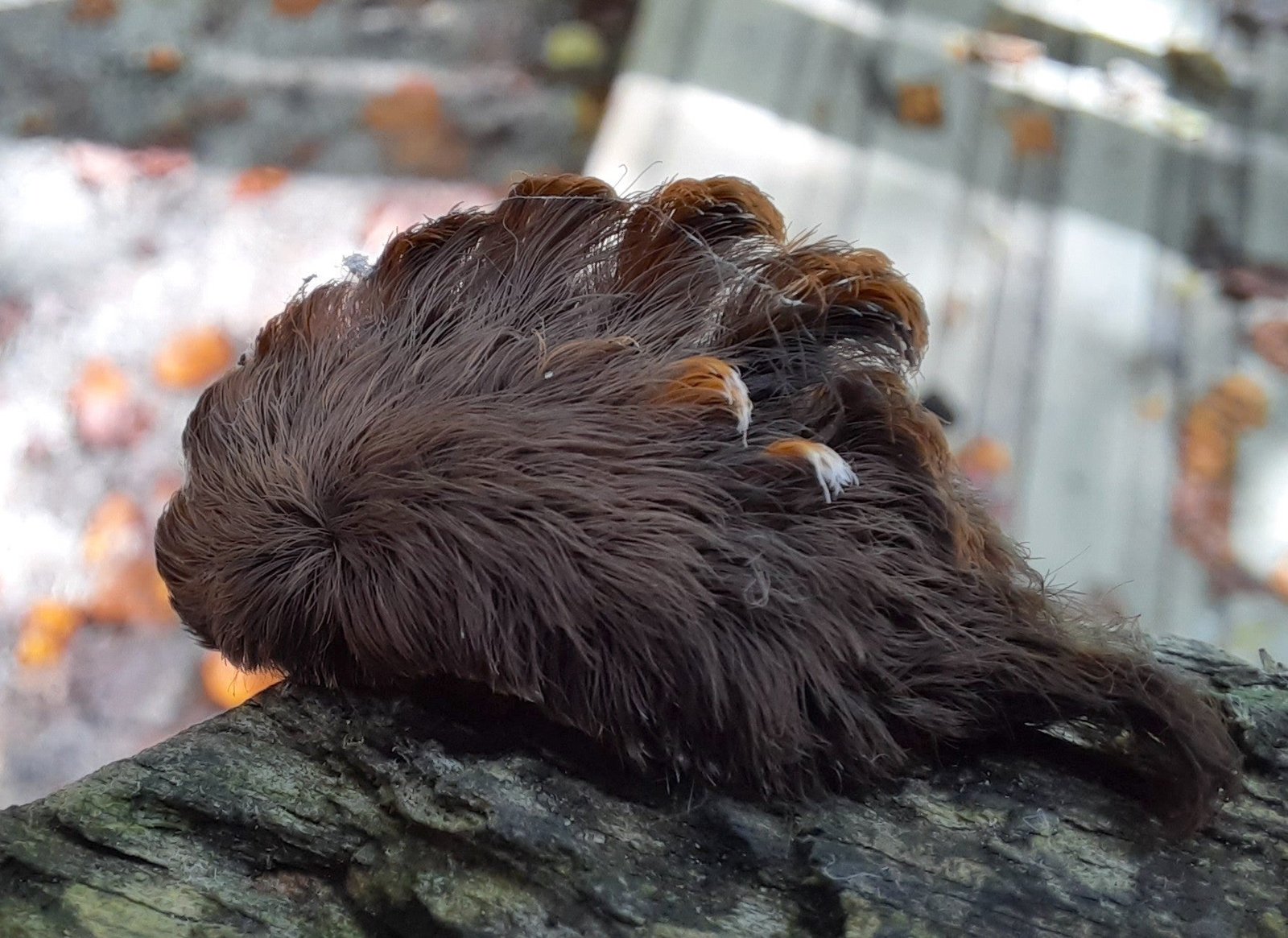 Pus caterpillars can be found as North as New Jersey and as Florida as South