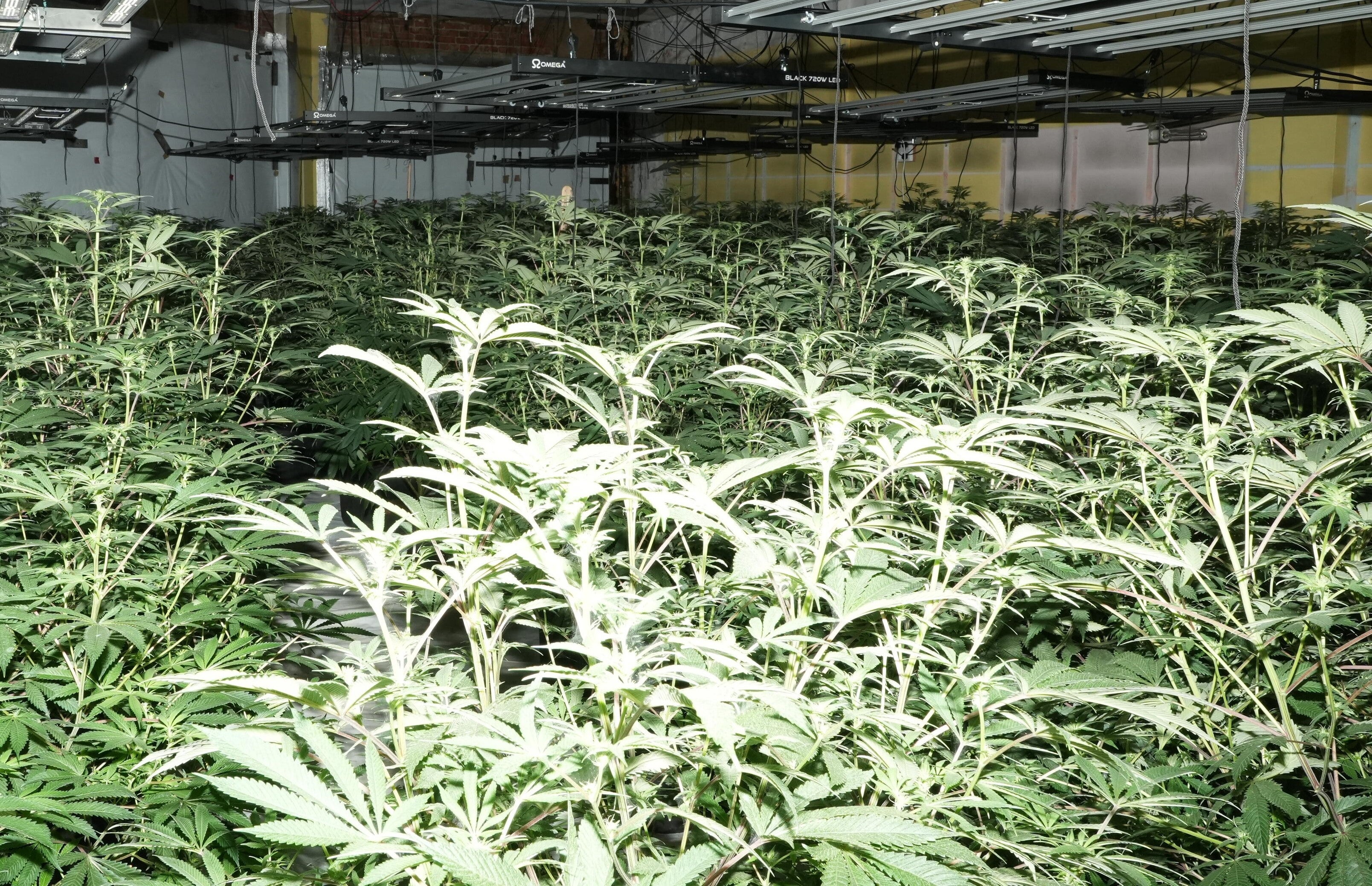 Cannabis factory found inside former U Need Us store in Portsmouth