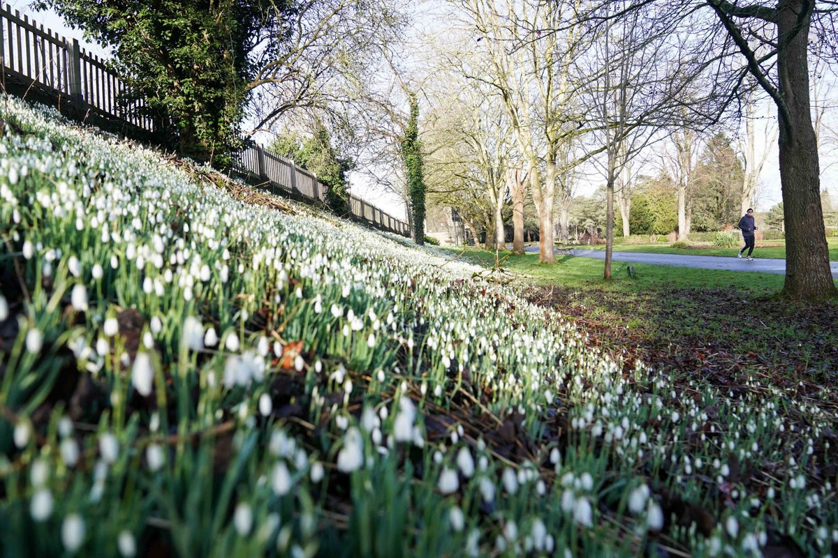 12 of the UK's top gardens and public spaces to see snowdrops this winter