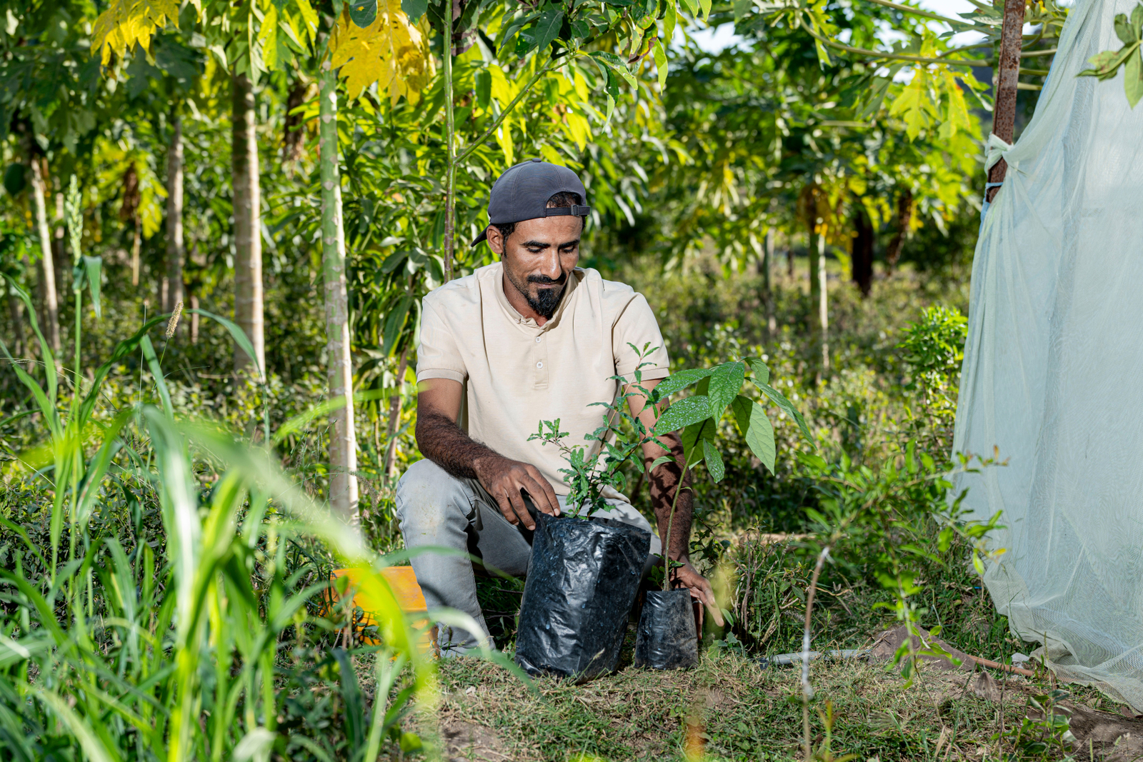 Ahmed Mohammed Naji Abdullah, 37, is planting saplings as he struggles to keep his family farm afloat amid rising temperatures, erratic rainfall and an infestation of pests.