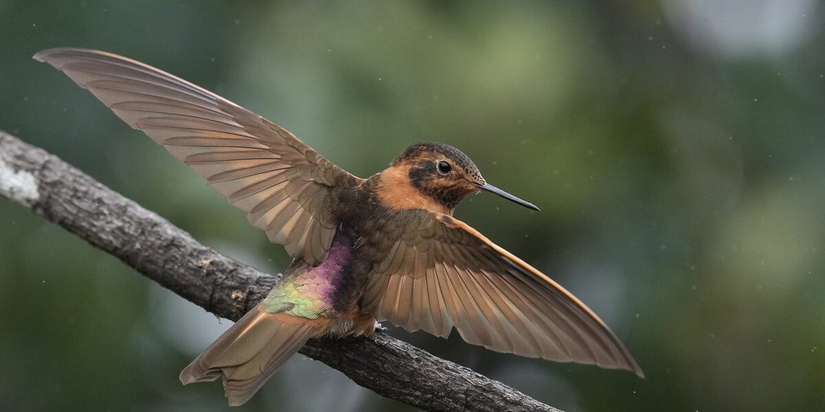 An ancient forest in Ecuador is the last habitat for endangered tiny hummingbirds