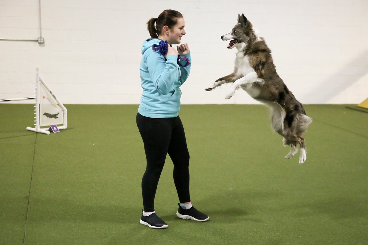 Be amazed by the agility dogs at the Westminster show? Winning trainer explains how it's done