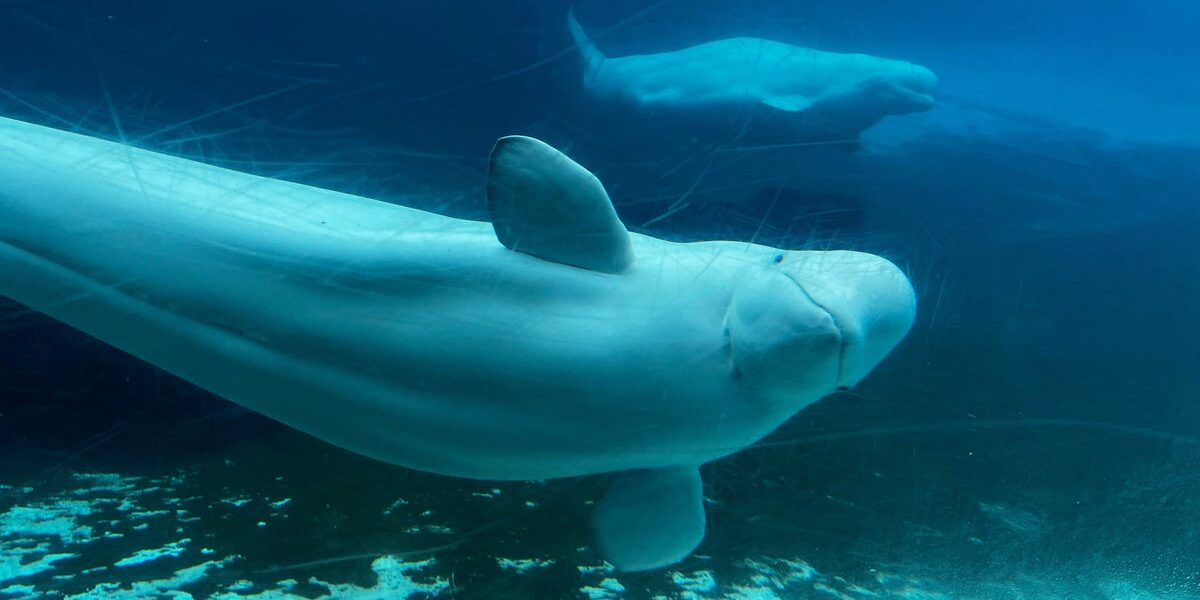 Canada gives Marineland conditional approval to export remaining beluga whales to U.S.