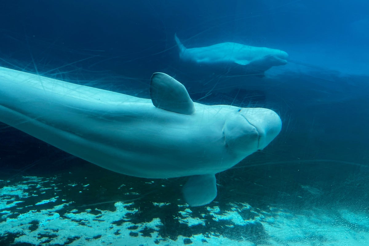 Canada gives Marineland conditional approval to export remaining beluga whales to U.S.