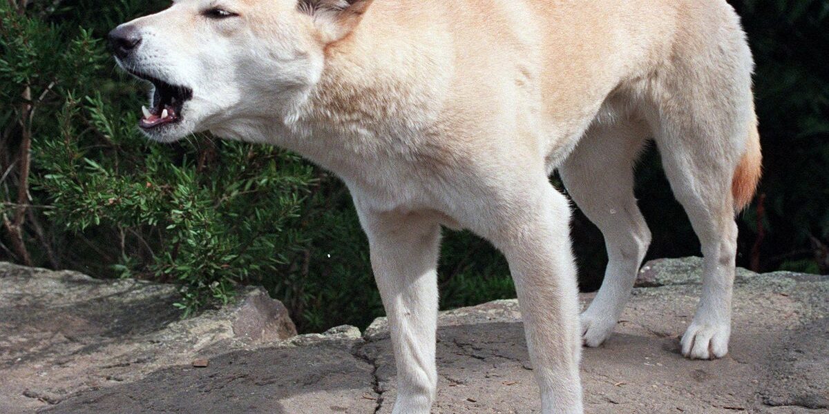Canadian woman found dead after suspected dingo attack on Australian beach