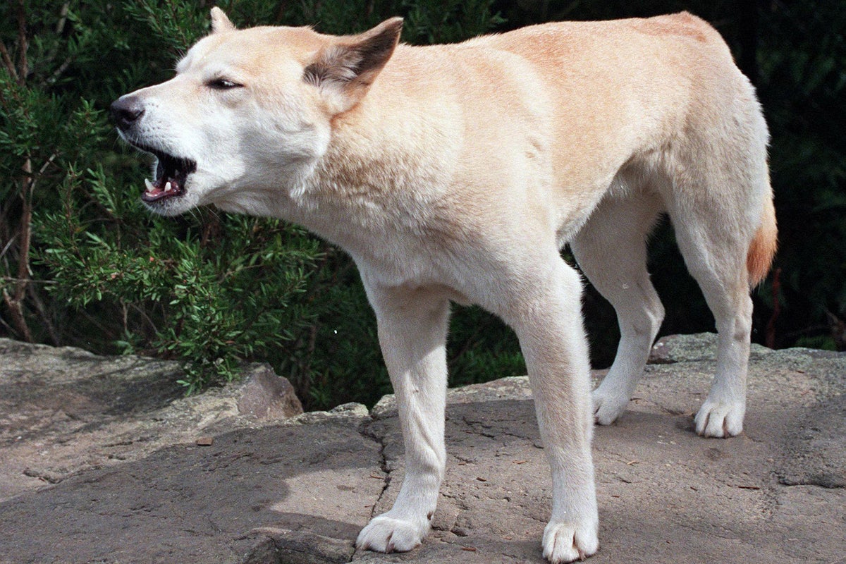 Canadian woman found dead after suspected dingo attack on Australian beach
