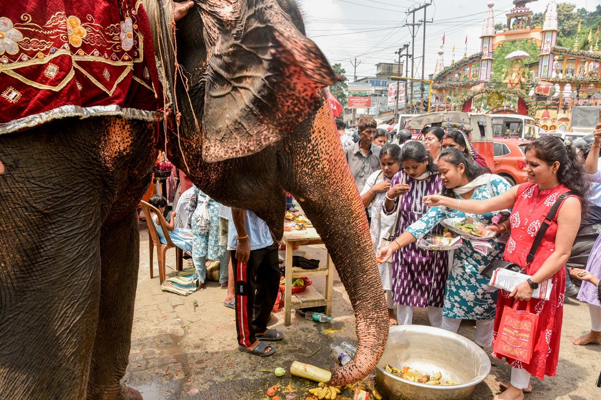 Elephant kills 20 people in days-long rampage before disappearing into jungle