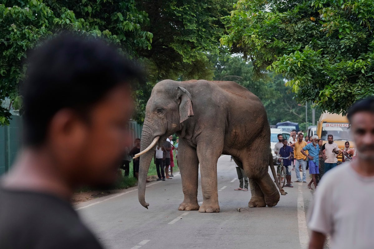 Elephant suspected of killing 13 people in Indian jungle in one week